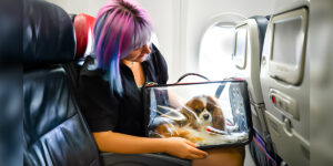 Delta Airlines Pet Policy 2024